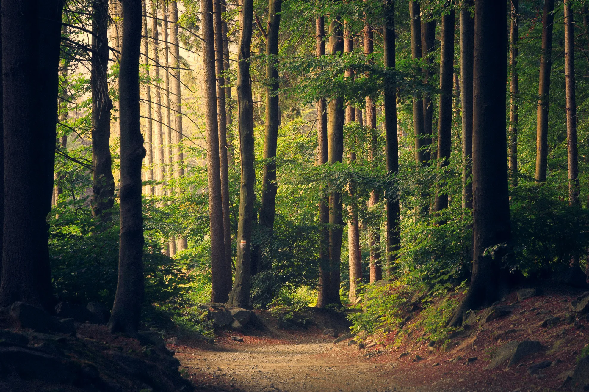 Sentier forestier sauvage sous la lumière du matin